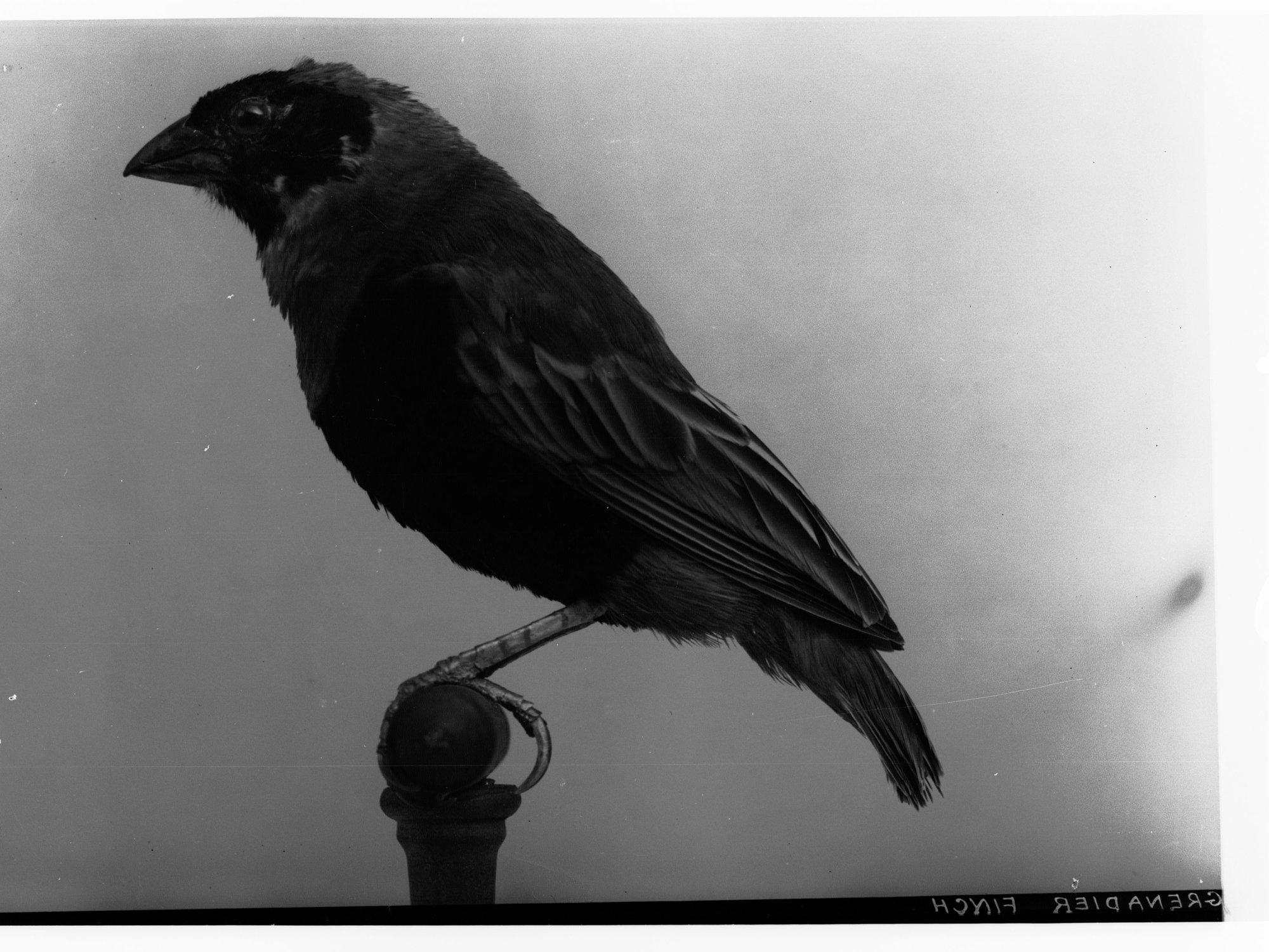 Grenadier Finch - Copied for Agricultural Department