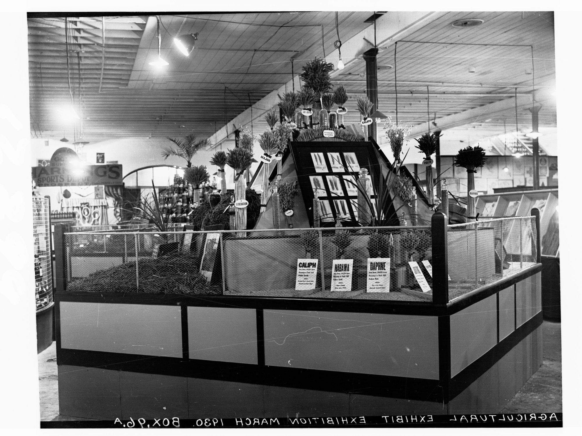 Agricultural Exhibition wheat display