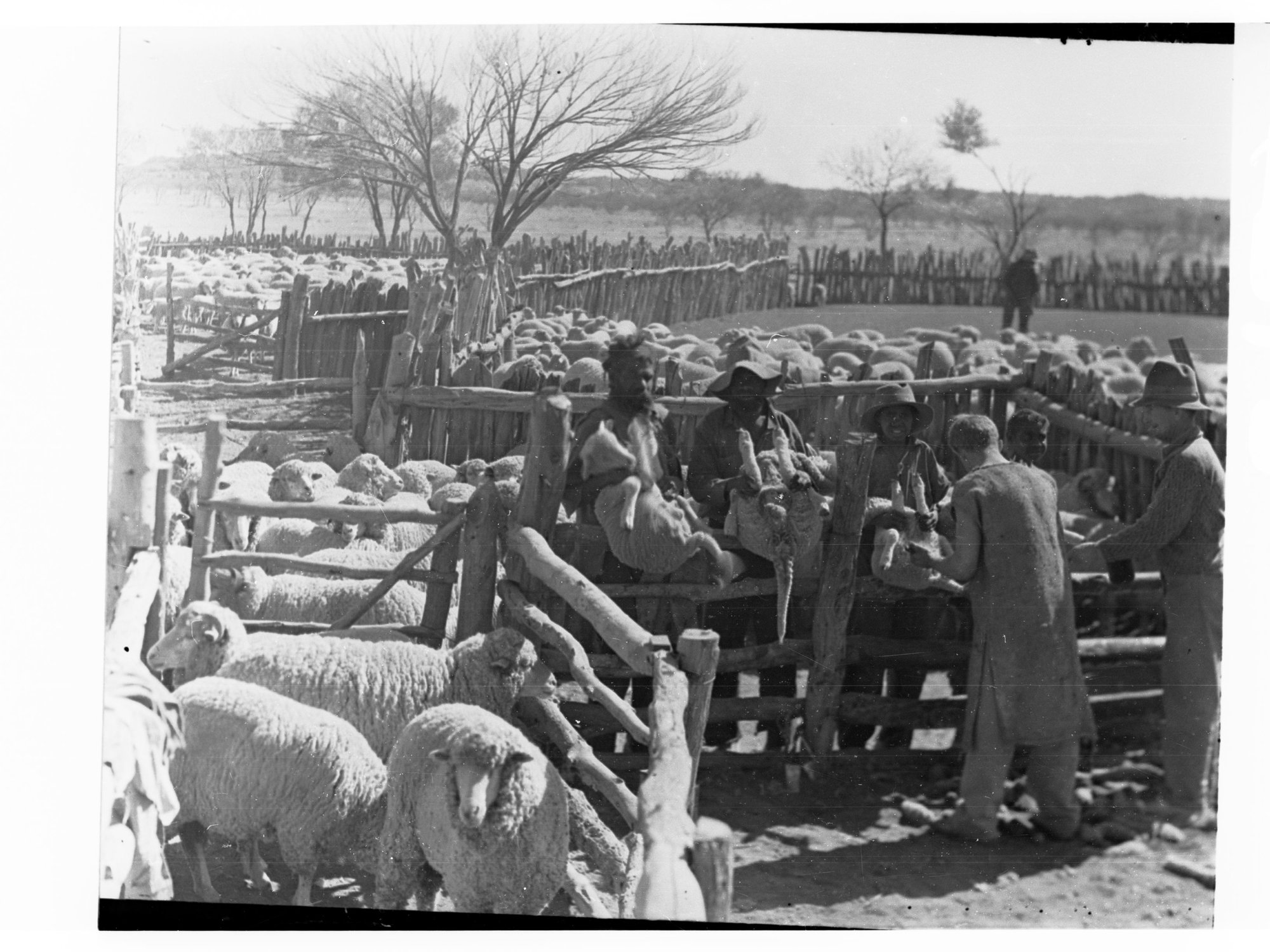 Tailing Lambs at Kulgera Station