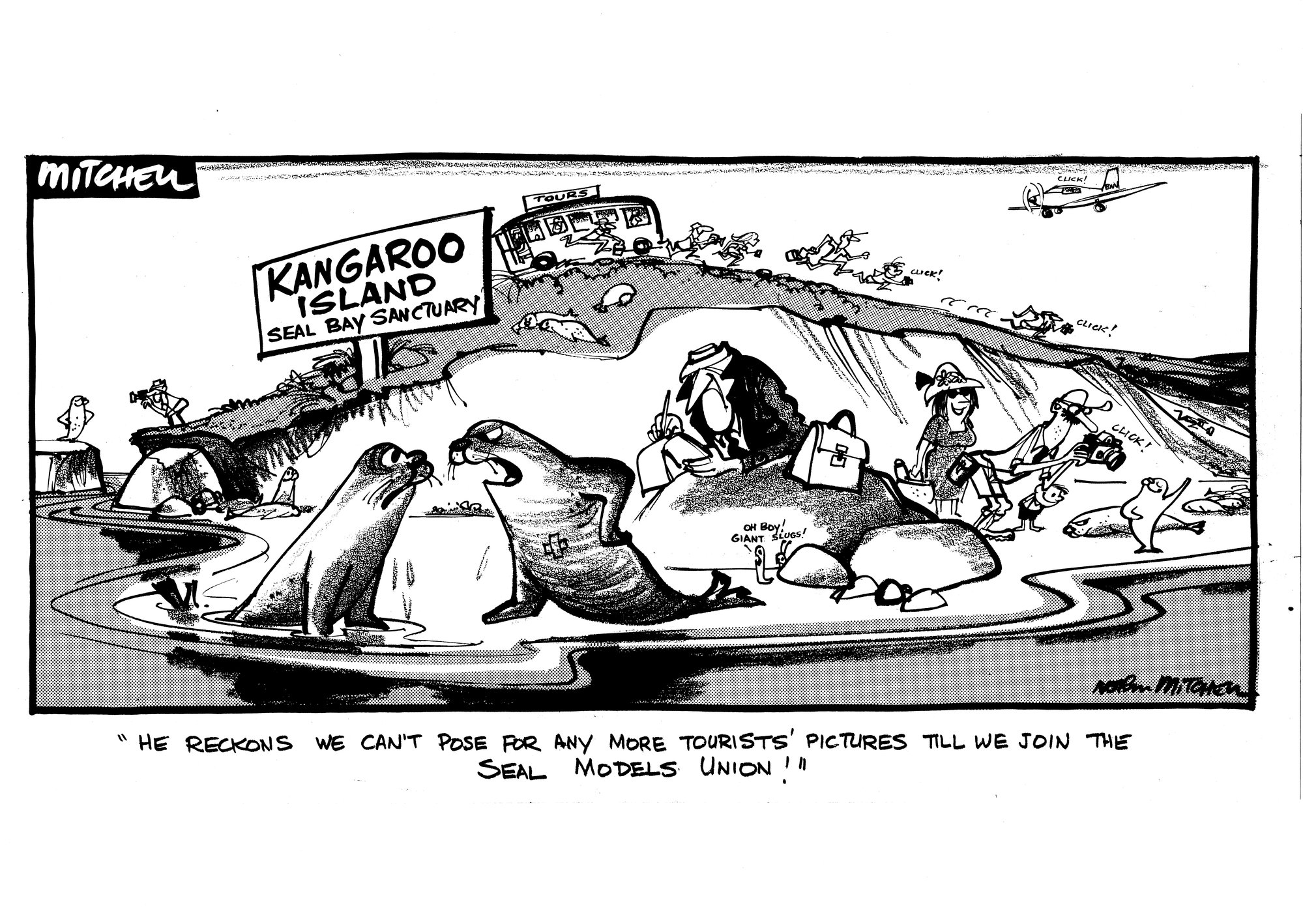 Cartoon - Seal models union