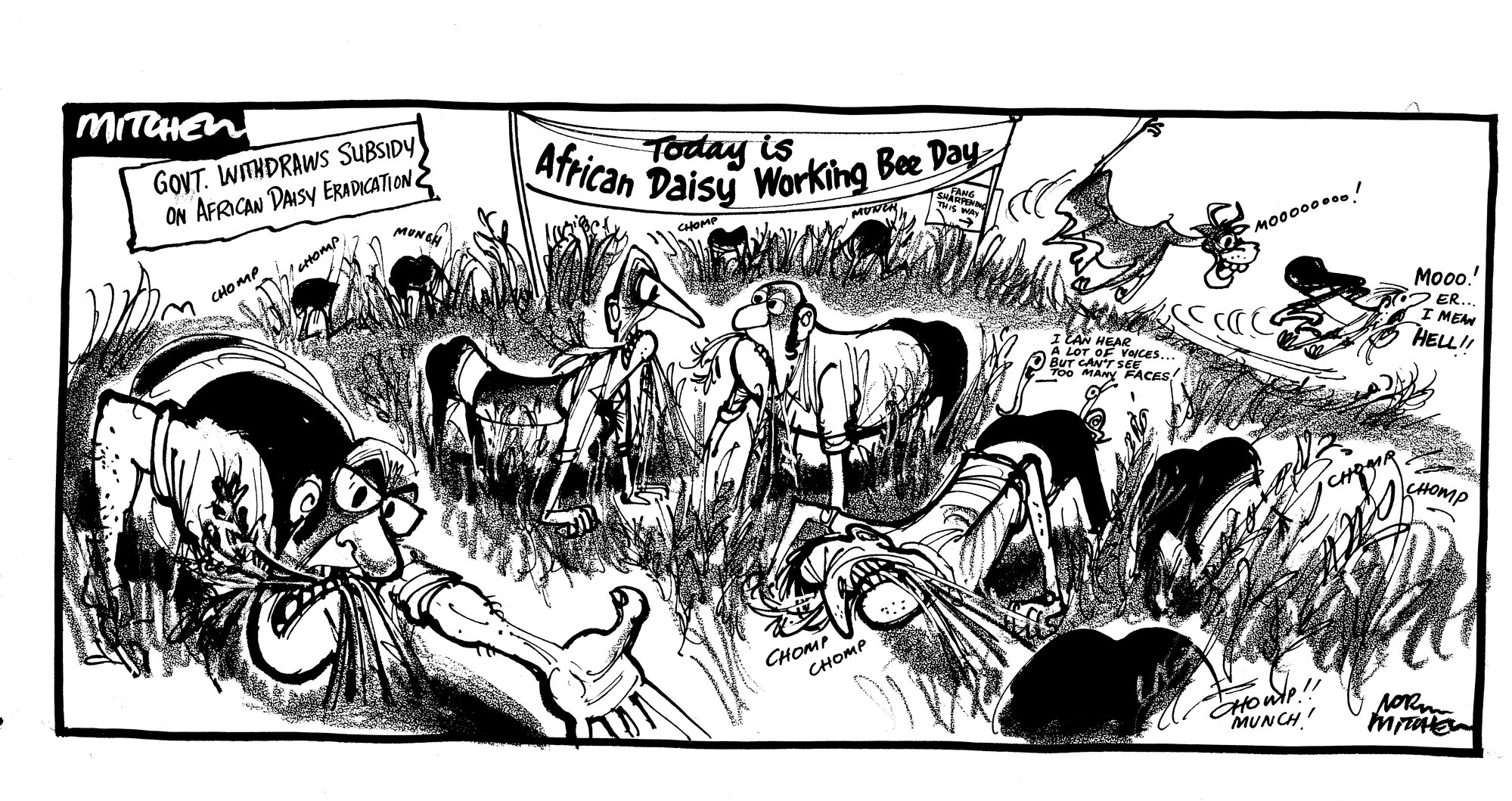 Cartoons - African Daisy Eradication