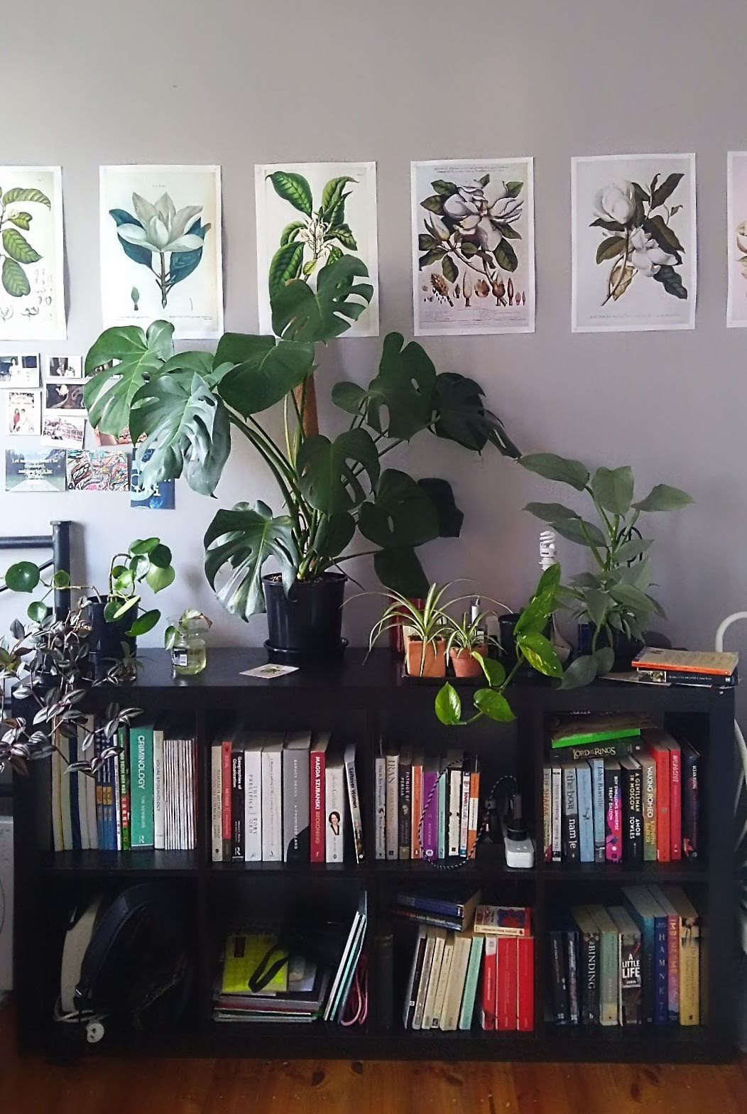 My indoor jungle