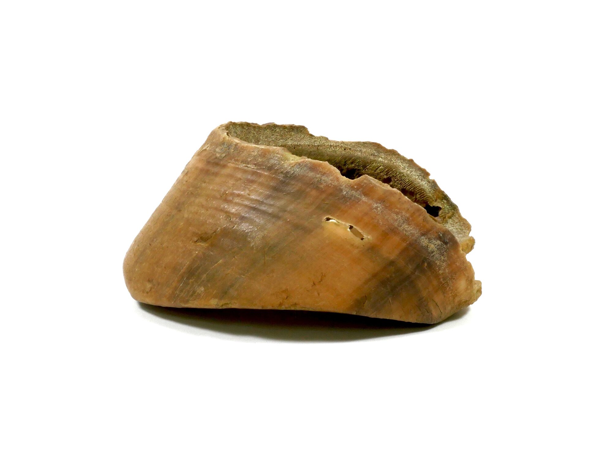 Horse Hoof
