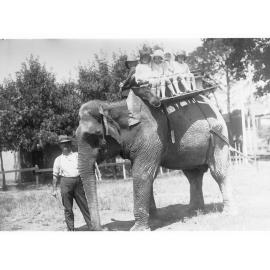 Elephant at the Adelaide Zoo 