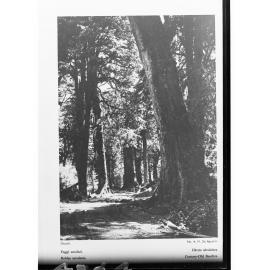 Century Old Beech Trees