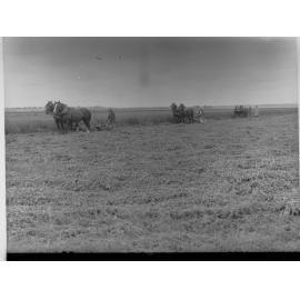 Cutting Lucerne With Horse Drawn Machines at Cobdogla