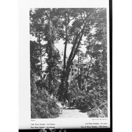 Forest in South America