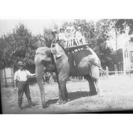 Elephant at the Adelaide Zoo