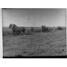 Cutting Lucerne at Cobdogla