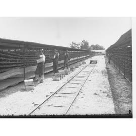 Spreading Sultana Grapes on Racks 