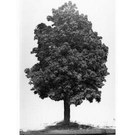 Prunus Ilicifolia,  Botanic Gardens