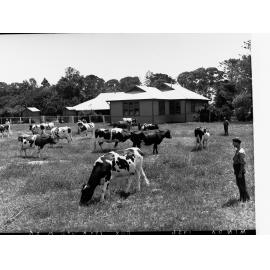 Cows grazing at Minda Home, 1936