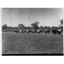 Bullock Team Pulling Logs