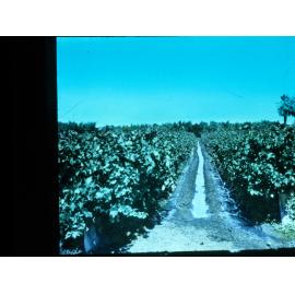 Irrigation Channel in a Vineyard Murray Scheme