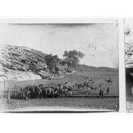 Northern Territory - camels at a waterhole