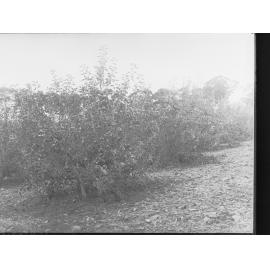 View of fruit trees 