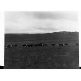 Hill River Herefordshire Cattle