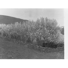 Row of trees