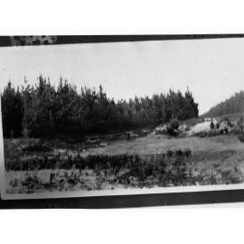 Pine Forest