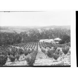Farmhouse with Orchard of fruit trees