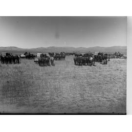 Line of Horse Drawn Harvesting Machines in a  Field of Wheat at Hallett