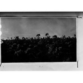 Saltbush country
