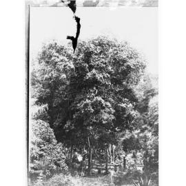 Botanical Park, Darwin - showing man amongst trees - Northern Territory