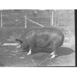 Animals at the Royal Adelaide Show