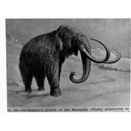 An imaginary picture of a Mammoth