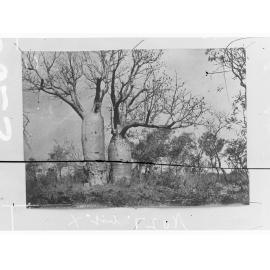Two Baobab Treet near Gregory's Camp, Victoria River 1856- Northern Territory (photo 1891)