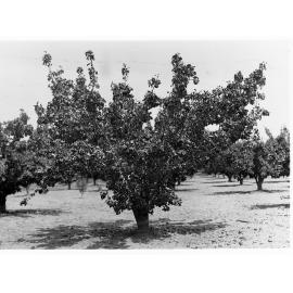 Pear Tree Orchard