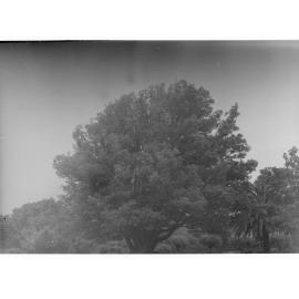 Botanic Gardens