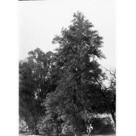 Lacunaria Pattersoni  Specimen,  Botanic Gardens
