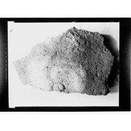 Fossil from Ediacara