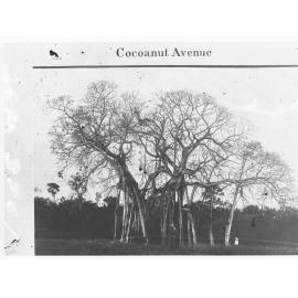 Banyan Tree (Out of Leaf) - Darwin Park - Northern Territory