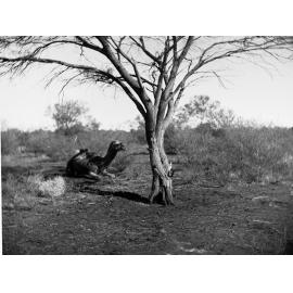 Camel Sitting by Mulga Tree Marked by Forrest Elder Expedition