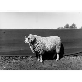 Sheep at Roseworthy