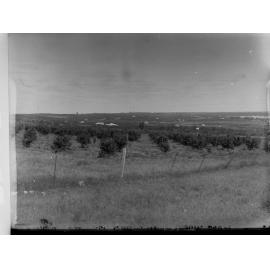 Old Settlement at Waikerie Showing Orchards