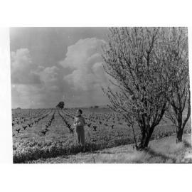Almond Trees 