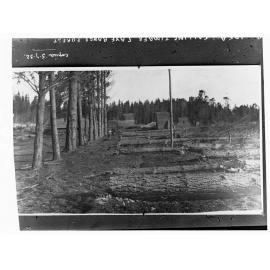 Falling Timber, Cave Range Forest