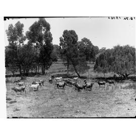 Dairy Cows In a Paddock
