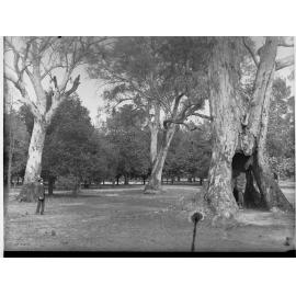 Botanic Gardens