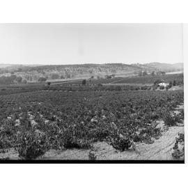 Vineyards and Orchards Near Clare