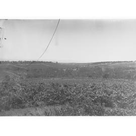 View of vineyards - Tintara Tower Hardy's vineyards