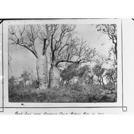Two Baobab Treet near Gregory's Camp, Victoria River 1856- Northern Territory (photo 1891)