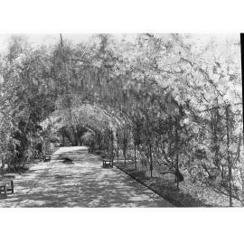 Botanic Gardens walkway covered by Wisteria