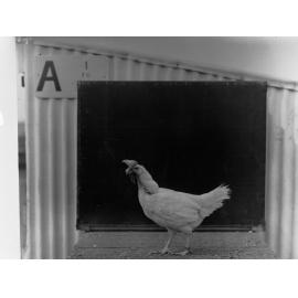 Hen at Parafield Poultry Farm