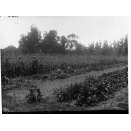 Sugar Beet Crop Cultivation, South East