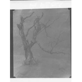 Sketch of a tree , sketch by School of Arts South Australia student