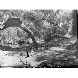 Torrens Floodwater Scheme